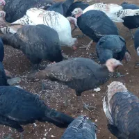 فروش بوقلمون|حیوانات مزرعه|شوط, |دیوار