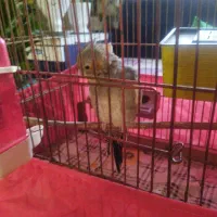 عروس هلندی نر