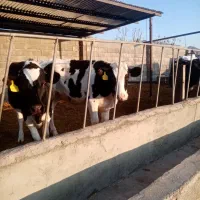 دوعدد تلیسه|حیوانات مزرعه|کرمان, |دیوار