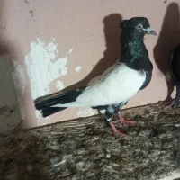 کفتر