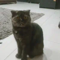گربه اسکاتیش دبل فولد ماده فحل|گربه|تهران, شهرک دریا|دیوار