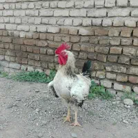 فروش چند عدد خروس