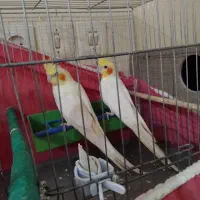 یک جفت لوتینو و یک جفت آهوئی آماده تخم گزاری