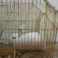 آلبوعشیره