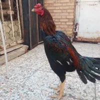 خروس لاری|حیوانات مزرعه|تهران, صادقیه|دیوار