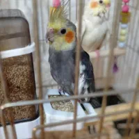 عروس هلندی نر و ماده|پرنده|فردیس, شهرک شهید حسینی|دیوار