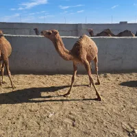 هاشی نر و ماده