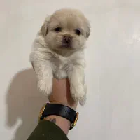 ...|سگ|تهران, استقلال|دیوار