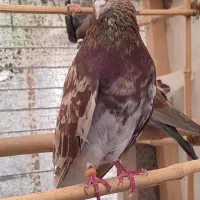 کبوتر|پرنده|لاهیجان, فیاض|دیوار