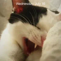 پت شاپ هیرو (برتر)