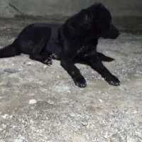 سگ ۱۷ ماهه وتوله پژدر ماده