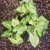 گل و گیاه سینگنیوم سبز|گل و گیاه طبیعی|اهواز, پادادشهر|دیوار