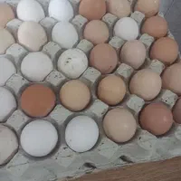 تخم مرغ محلی ارگانیک