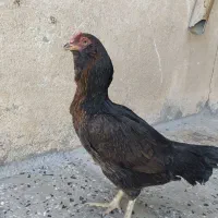 مرغ نصل دار چشم سفید