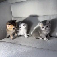 اسکاتیش و بریتیش|گربه|رشت, گلسار|دیوار