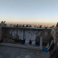 کبوتربوم|پرنده|مشهد, صیاد شیرازی|دیوار