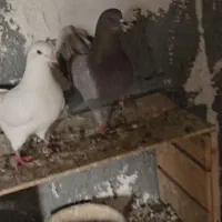 کبوتر کینگ|پرنده|میانه, |دیوار