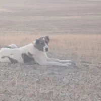 سگ ماده دو ساله|سگ|ساوه, |دیوار