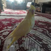 جوجه عروس هلندی|پرنده|مشهد, کارگران|دیوار