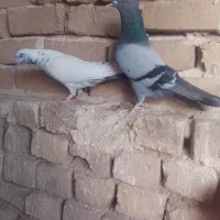 کبوتر شکار شب ۳تا با هم ۴۵۰