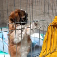 توله شیتزو مالتیز۳ماهه ماده|سگ|فسا, |دیوار