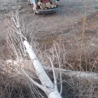 خرید انواع چوب کشاورز