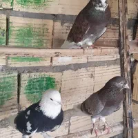 کفتر پرنده|پرنده|سیرجان, |دیوار