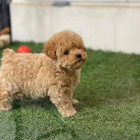 توی پودل یا پودل عروسکی جهت خرید و جفت|سگ|شیراز, آزادگان|دیوار