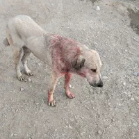 ماده پژدر درجه یک|سگ|ماهنشان, |دیوار