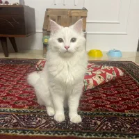 گربه پرشین ماده