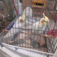 ی جفت عروس هلندی لوتینو دستی