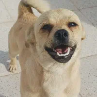 واگذاری سگ