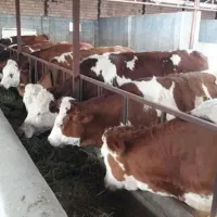 قطب و منبع گوساله نژادبالا درکشور وزن ۵۰تا۳۰۰کیلو|حیوانات مزرعه|تهران, عبدلآباد|دیوار