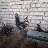 فروش خروس گلین درجه یک اصل|حیوانات مزرعه|فرخ‌شهر, |دیوار