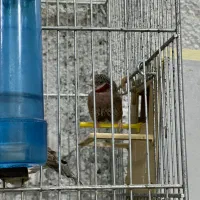 فنچ گلوبریده|پرنده|اسلام‌شهر, شهرک مفیدی|دیوار