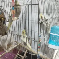 عروس هلندی بالغ