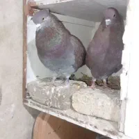 یک جفت سرخ تمیز|پرنده|سرخنکلاته, |دیوار