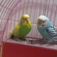 پرنده|پرنده|خرمشهر, |دیوار