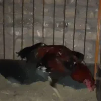 جوجه خروس لاری|حیوانات مزرعه|خوی, |دیوار