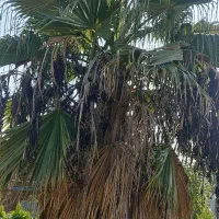 فروش درخت نخل پالم واشنگتنی قرمز