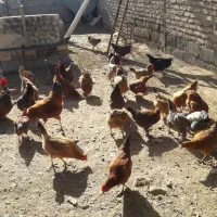 فروش فوری به قیمت