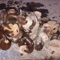 وزنه وترازو|ابزارآلات|چالدران, |دیوار