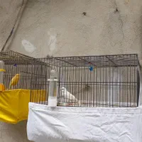 یه جفت قناری