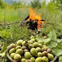 تور گردشگری شمال