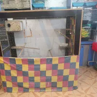 فروش طوطی گرینجیک