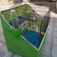 مرغ عشق|پرنده|بجنورد, |دیوار