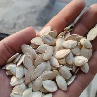 تخمه کدو گوشتی