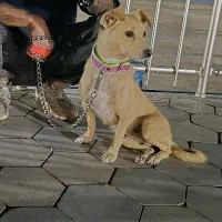 پت خونگی|سگ|اصفهان, پوریای ولی|دیوار