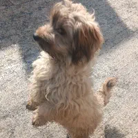 واگذاری شیتزو تریر