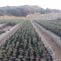 کاشت تابرداشت پستە